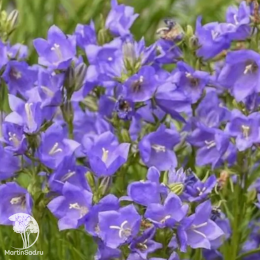 Колокольчик гибридный Карибо Эрли Блю