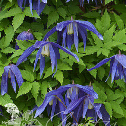 Клематис Джиска