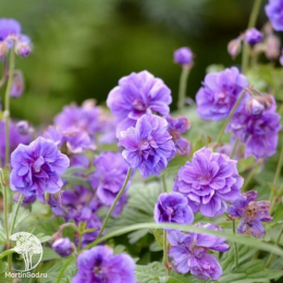 Герань луговая Пленум Виолацеум