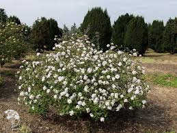 Калина Карльса Аврора