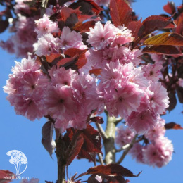 Вишня мелкопильчатая Роял Бургунди на штамбе