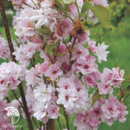 Вишня мелкопильчатая Аманогава на штамбе