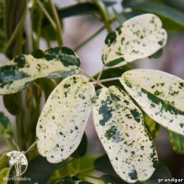 Акебия пятилисточковая Вариегата