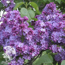 Сирень обыкновенная Виктор Лемуан на штамбе