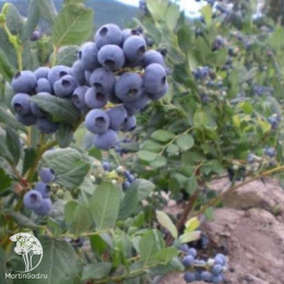 Голубика высокорослая Билокси