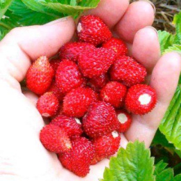 Земляника Александрина ( мелкоплодная ремонтант.)