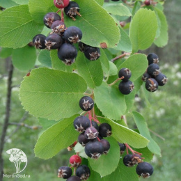 Ирга ольхолистная Обелиск