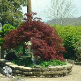 Клён веерный Тамукэяма