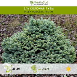 Ель колючая Туем