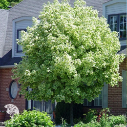 Клён остролистный Друммонди