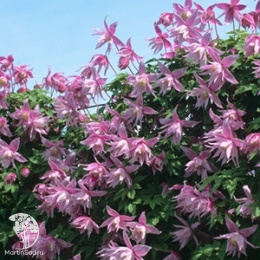 Клематис Mаркхамс Пинк