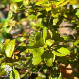 Барбарис бородавчатый