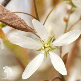 Ирга Ламарка с формой кроны "Крыша"