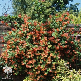 Жимолость Брауна Дропморе Скарлет