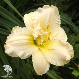 Лилейник Икебана Стар