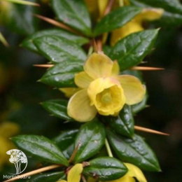 Барбарис бородавчатый