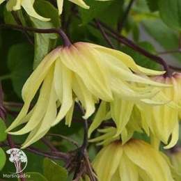 Клематис Голден Сюрпрайз