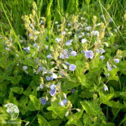 Вероника дубравная