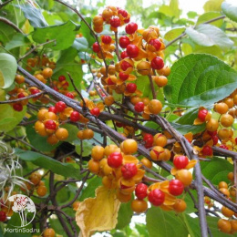 Древогубец круглолистный мужской