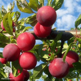 Сверхвыгодный комплект! Алыча Найдена + опылитель Слива Красный шар колоновидная