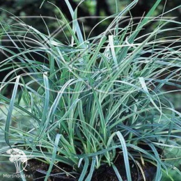 Осока просяная Памира