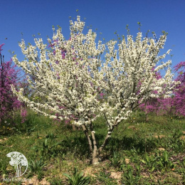 Церцис китайский Широбана