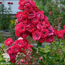 Роза почвопокровная Фейри Данс