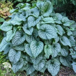 Бруннера крупнолистная Александерс Грейт