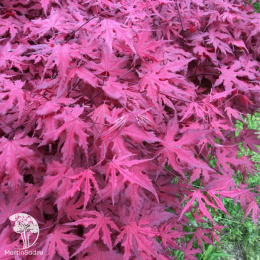Клён пальмолистный Пёрпл Чост