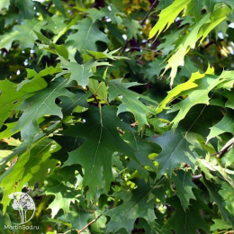 Дуб красный