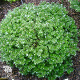 Пихта корейская Тундра