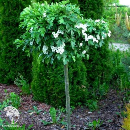 Боярышник однопестичный Компакта на штамбе