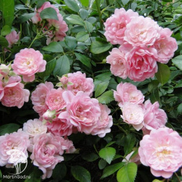 Роза полиантовая Зе Фейри