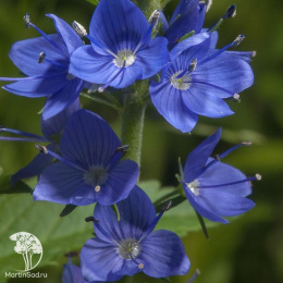 Вероника дубравная Роял Блю