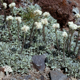 Антеннария двудомная Томентоза