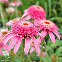 Эхинацея пурпурная Пинк Дабл Делайт