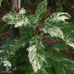 Дуб красный Волфсдонкс Прайд