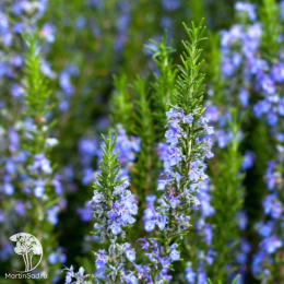 Набор для мяса розмарин лекарственный + шалфей Руген