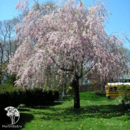 Вишня Харитоновская