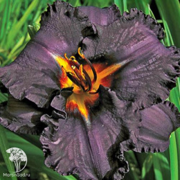 Лилейник Лонгфилдс Блэк Меджик