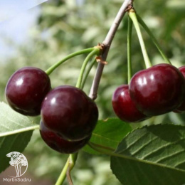 Вишня Молодёжная