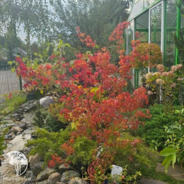 Клён веерный Катсура