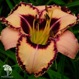 Лилейник гибридный Авесом Блоссом