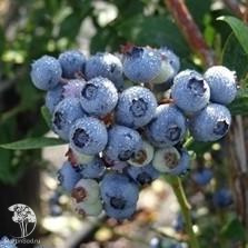 Голубика высокорослая Билокси