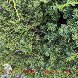 Можжевельник китайский Шимпаку