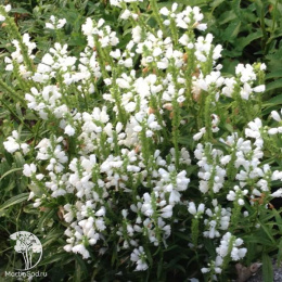 Физостегия виргинская Альба