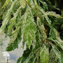 Дуб пильчатый