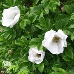 Роза ругоза Альба