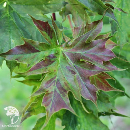 Клён остролистный Чарльз Джоли на штамбе