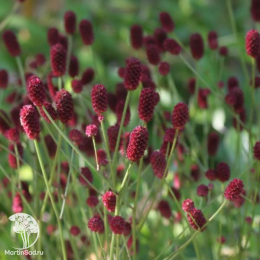 Кровохлёбка Прауд Мэри